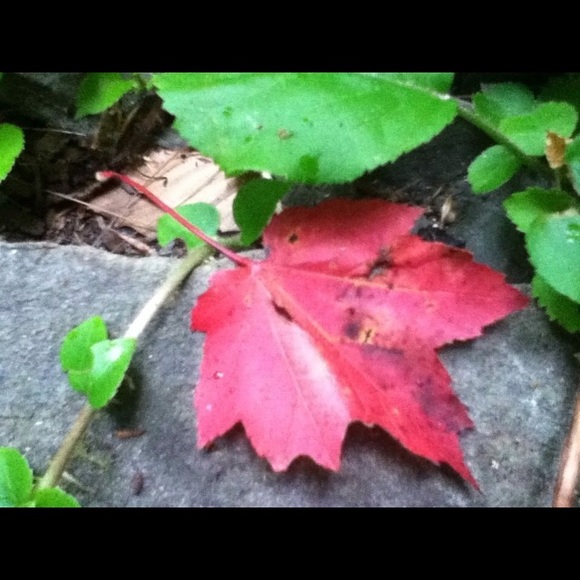 Follow Game, Like, Follow, Share, Repeat" - Picture 7 of 8